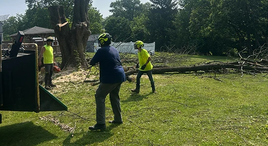 Protecting Your Property Through Tree Removal 2