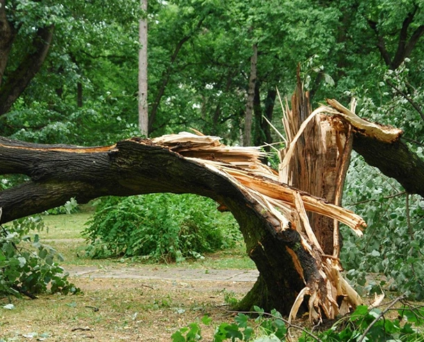 24 7 Emergency Tree Removal in Atglen PA 610 by 492