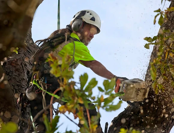 Affordable Tree Removal in West Chester PA 518 by 618