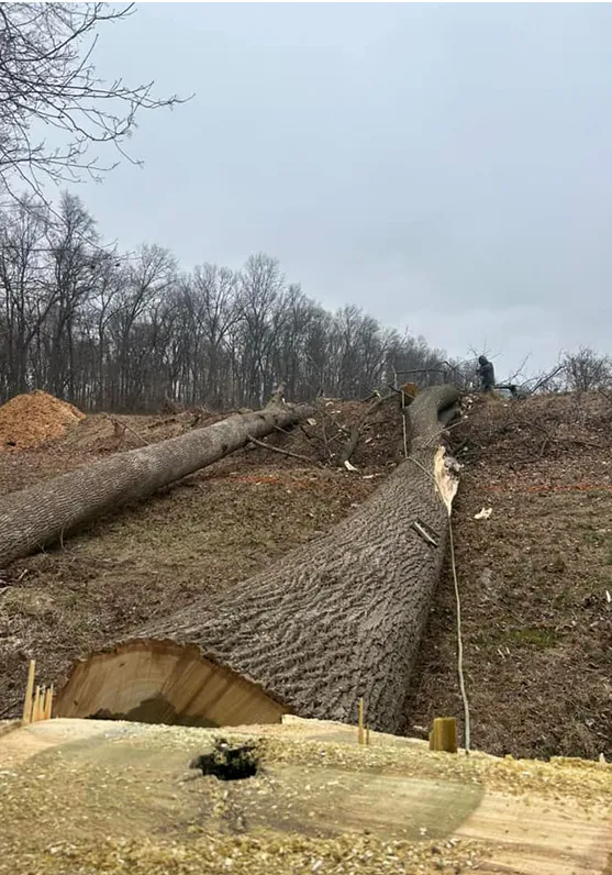 Affordable Tree Services in Atglen PA 557 by 796