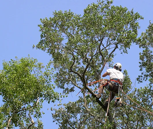 Benefits of Our Services 531 by 450 2