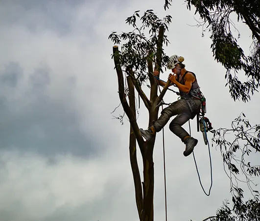 Benefits of Our Services 531 by 450 6