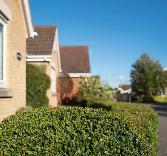 Best Garden Hedge Avondale PA 560 by 523