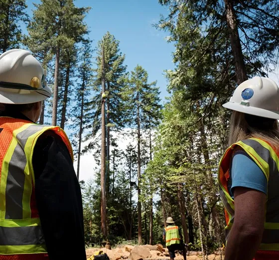 Best Licensed Hazard Tree Inspection in Downingtown PA 560 by 523