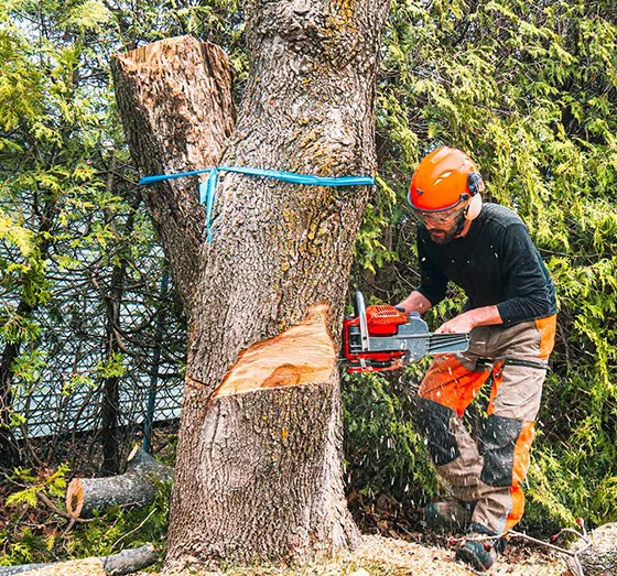 Best Licensed Tree Cabling Morgantown PA 560 by 523