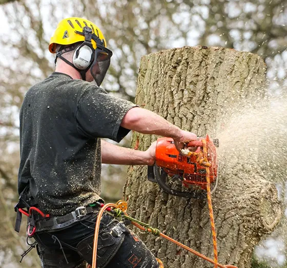 Best Licensed Tree Cutting Morgantown PA 560 by 523