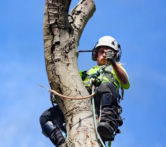 Best Licensed Tree Risk Assessment Morgantown PA 560 by 496