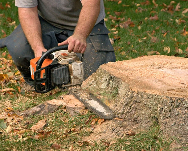 Best Stump Grinding Service in Thorndale PA 580 by 492