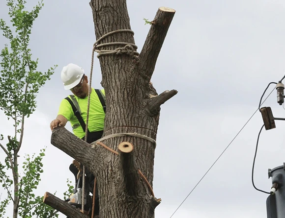 Certified Tree Inspection Company in Morgantown PA 580 by 570