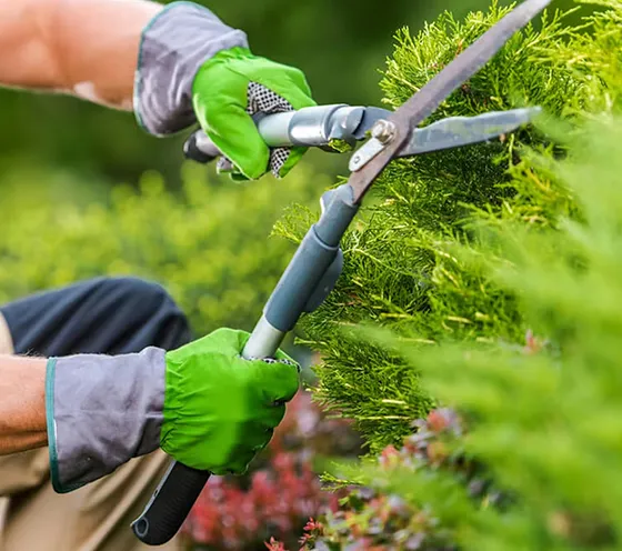 Commercial Hedge Maintenance in Thorndale PA 560 by 496