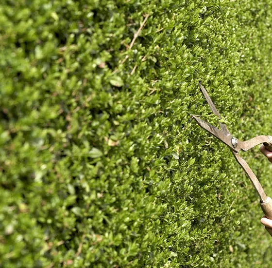 Commercial Hedge Services Frasier PA 560 by 550