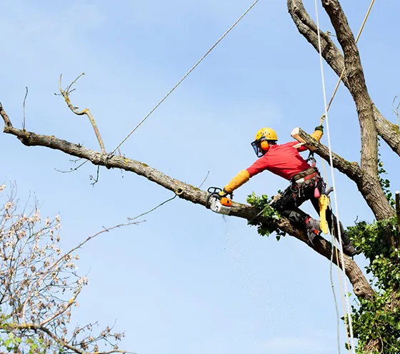 Commercial Tree Brace Kennett Square PA 560 by 496