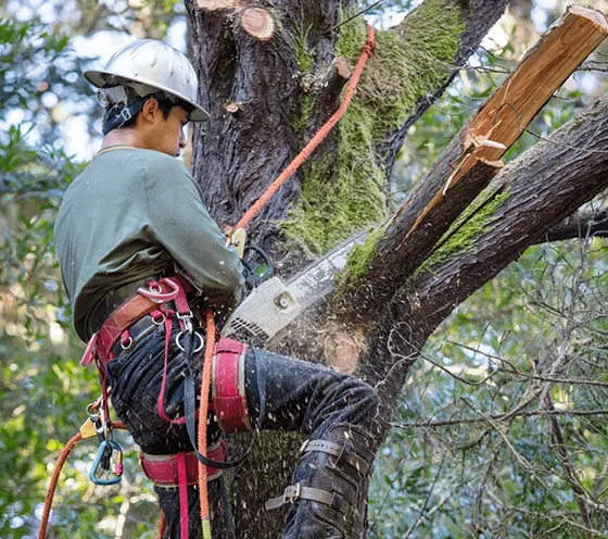 Commercial Tree Cabling Kennett Square PA 560 by 496