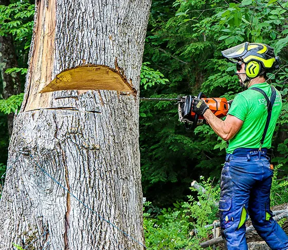 Commercial Tree Cutting Frasier PA 560 by 487