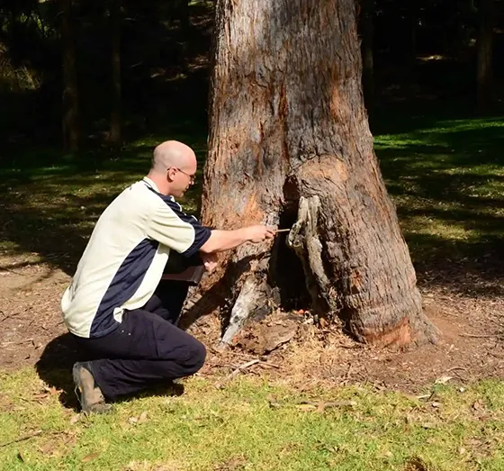 Commercial Tree Inspection in Downingtown PA 560 by 523