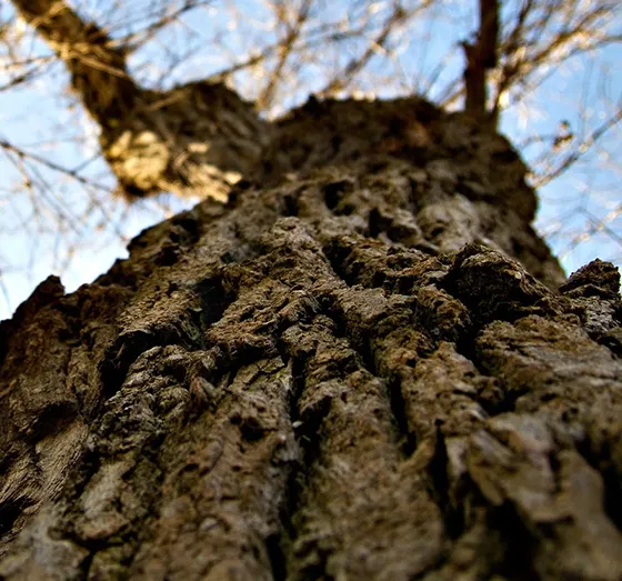 Commercial Tree Risk Assessment Kennett Square PA 560 by 523