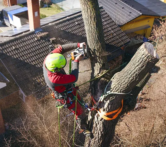 Commercial Tree Services in Coatesville PA 560 by 496