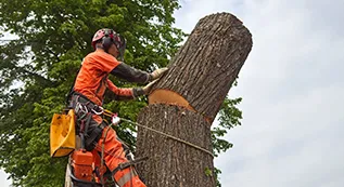 Emergency Tree Removal 317 by 173 01