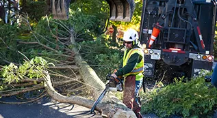 Emergency Tree Removal 317 by 173 02