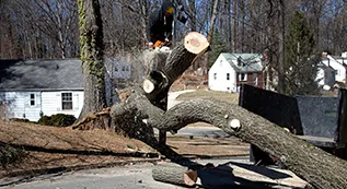 Emergency Tree Removal 317 by 173 04