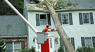 Emergency Tree Removal 317 by 173 06
