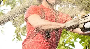 Emergency Tree Removal 317 by 173 08