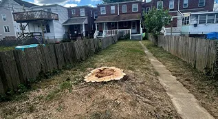 Emergency Tree Removal 317 by 173 09