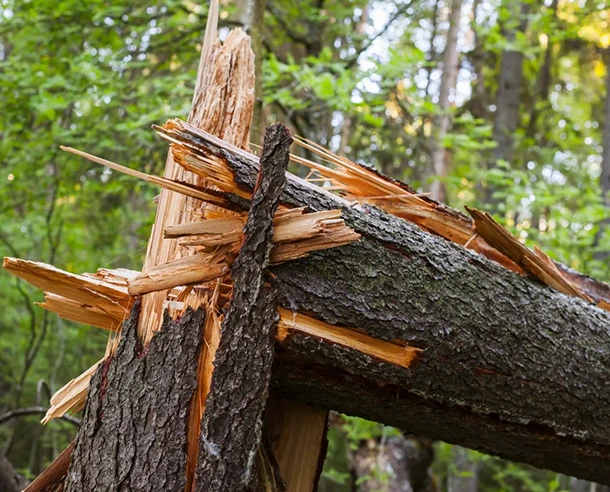 Emergency Tree Removal Pros in Morgantown PA 580 by 478
