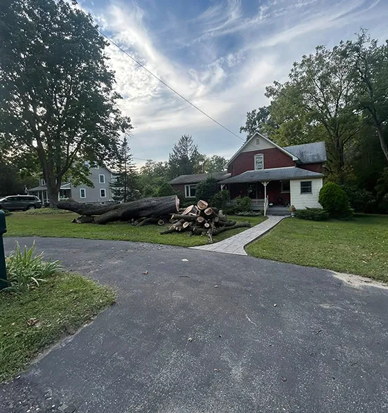 Emergency Tree Services in Thorndale PA 560 by 496