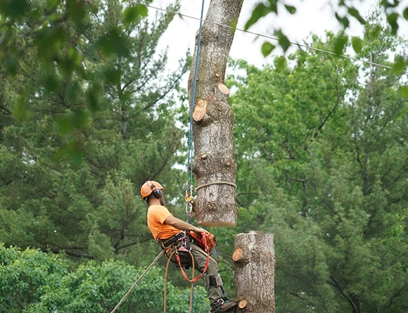Fast Tree Cabling Stabilization in Coatesville PA 580 by 500