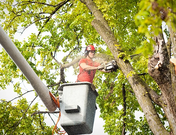 Full Tree Care Solutions in Avondale PA 580 by 468