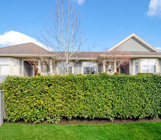 Hedge Trimming Services Kennett Square PA 560 by 487