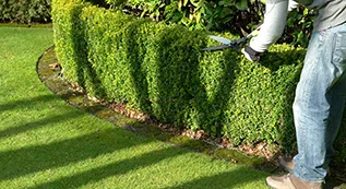 Hedges Trimming 317 by 173