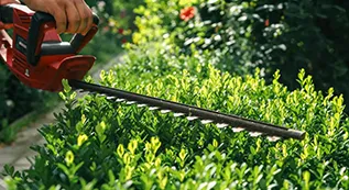 Hedges Trimming 317 by 173 1