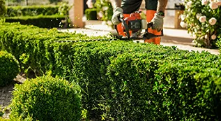 Hedges Trimming 317 by 173 2