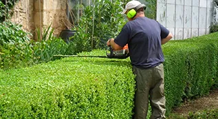 Hedges Trimming 317 by 173 3