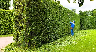Hedges Trimming 317 by 173 4