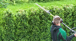 Hedges Trimming 317 by 173