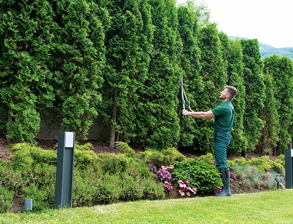 Landscape Hedge Trimming Service in Atglen PA 580 by 445