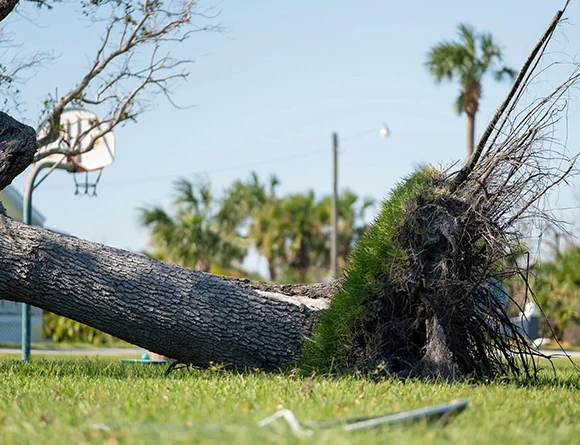 Licensed Tree Contractors in Frazer PA 580 by 468