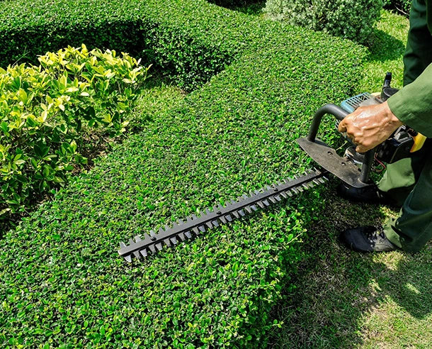 Overgrown Hedge Trimming Specialist in Avondale PA 580 by 478