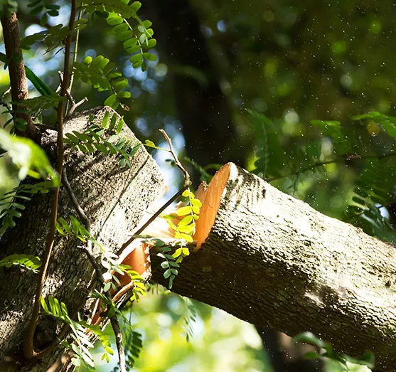 Professional Hazard Tree Inspection in Downingtown PA 557 by 523