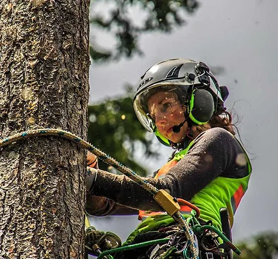 Professional Hazard Tree Services in Morgantown PA 560 by 523