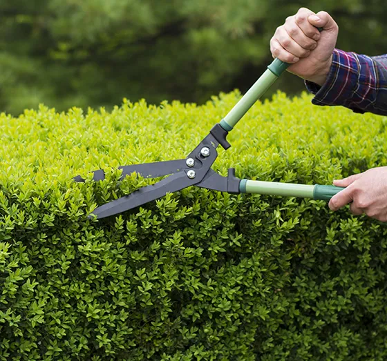 Professional Hedge Services Morgantown PA 560 by 523