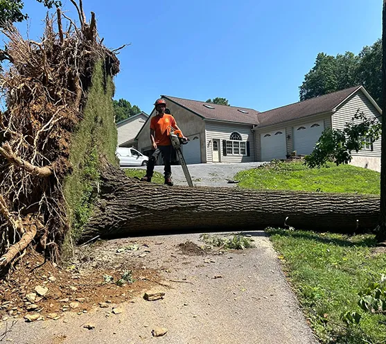 Professional Local Tree Care Provider 557 by 496