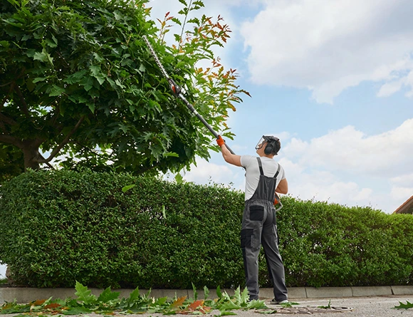 Professional Shrub Tree Pruning in Thorndale PA 580 by 474