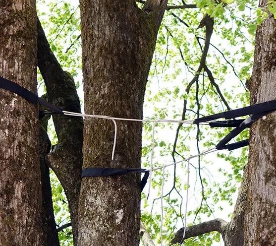 Professional Tree Brace Morgantown PA 557 by 496