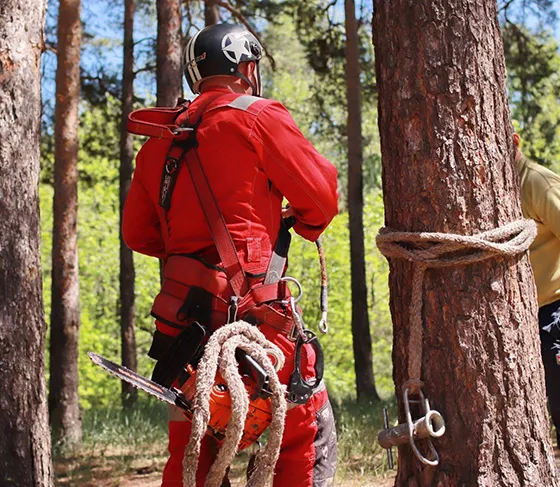 Professional Tree Bracing Frasier PA 560 by 487