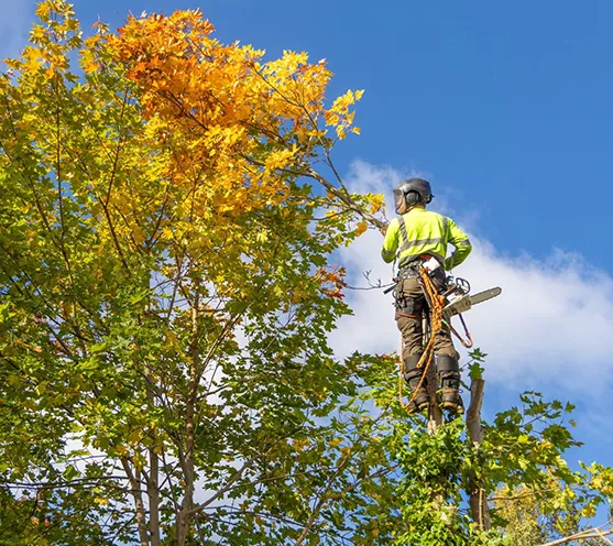 Professional Tree Cutting Kennett Square PA 557 by 496