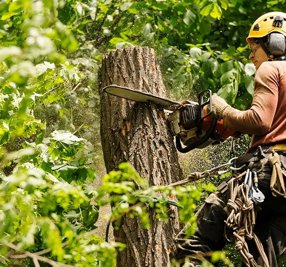 Professional Tree Cutting Services Westchester PA 560 by 523